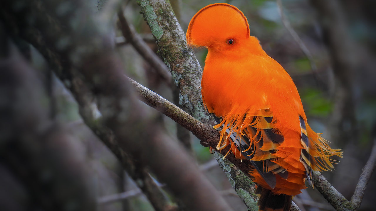 Valorisation des données acquises sur les oiseaux marins nicheurs et les espèces d’oiseaux nicheuses rares et menacées (ENRM) en Outre-mer