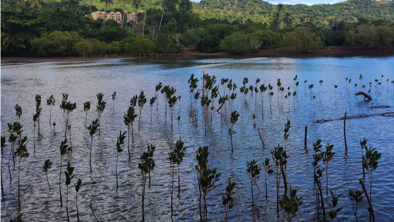 Pratiquer l'apiculture pour préserver les mangroves mahoraises