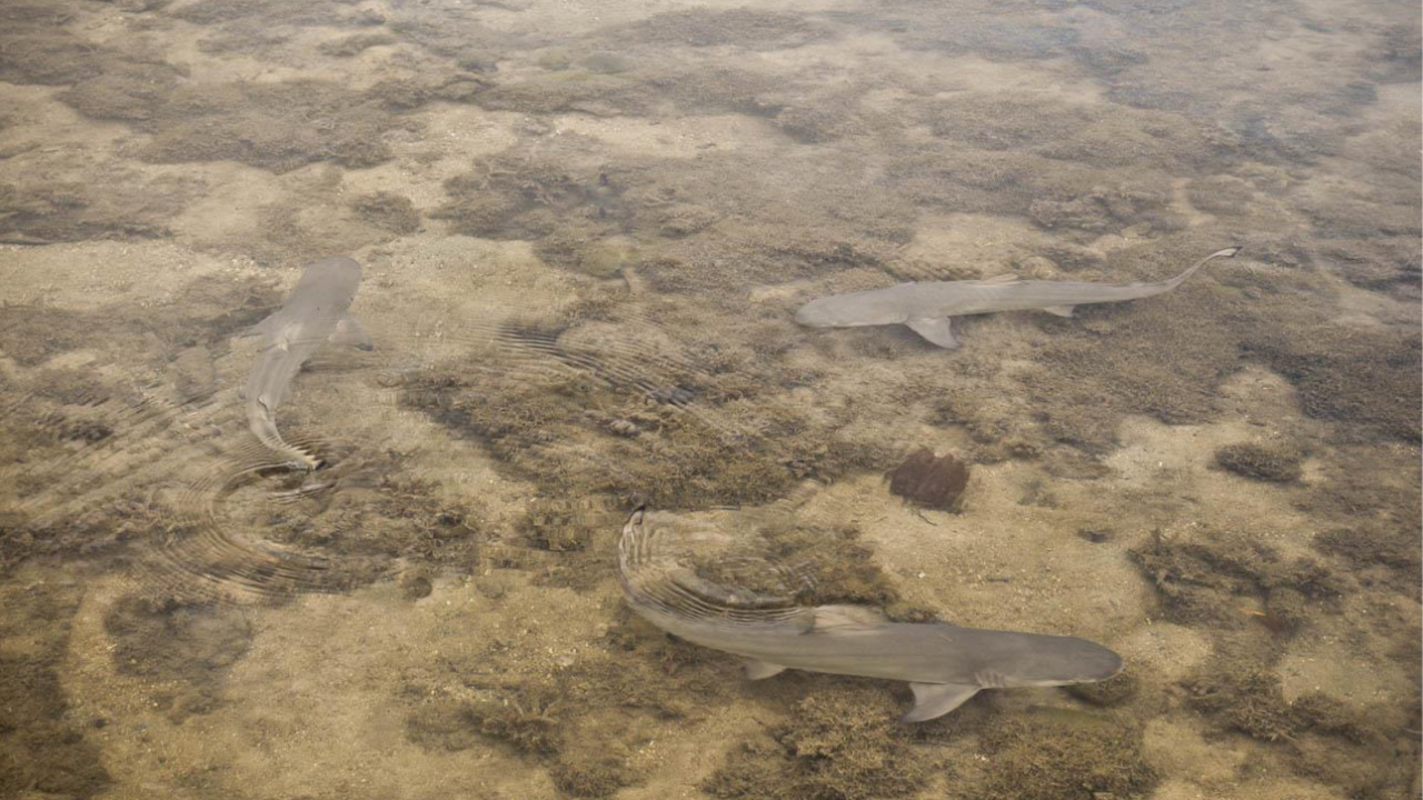 Suivi des nurseries de requins dans les Antilles françaises