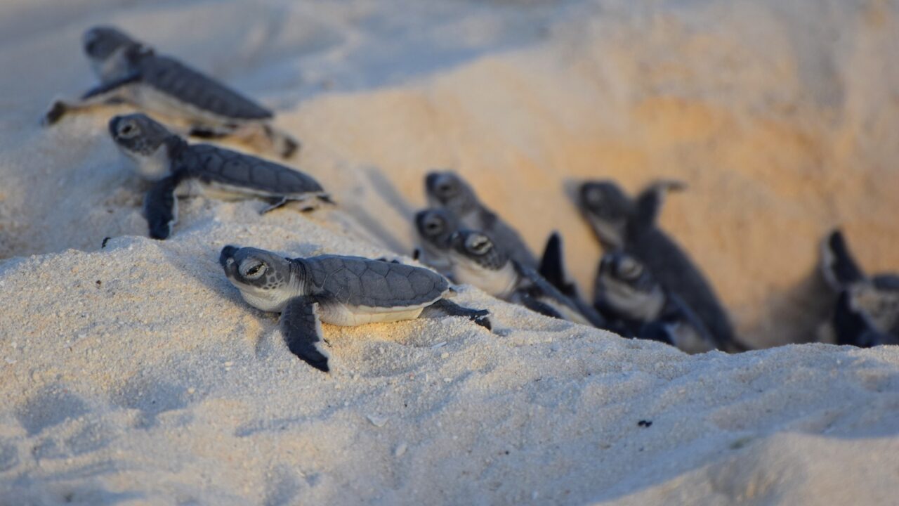 Suivi des traces pontes de tortues marines dans les Eparses