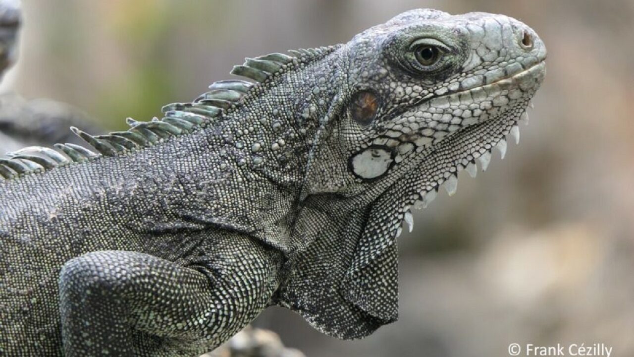 MERCI - Maitrise des Espèces de Reptiles exotiques dans la Caraïbe Insulaire