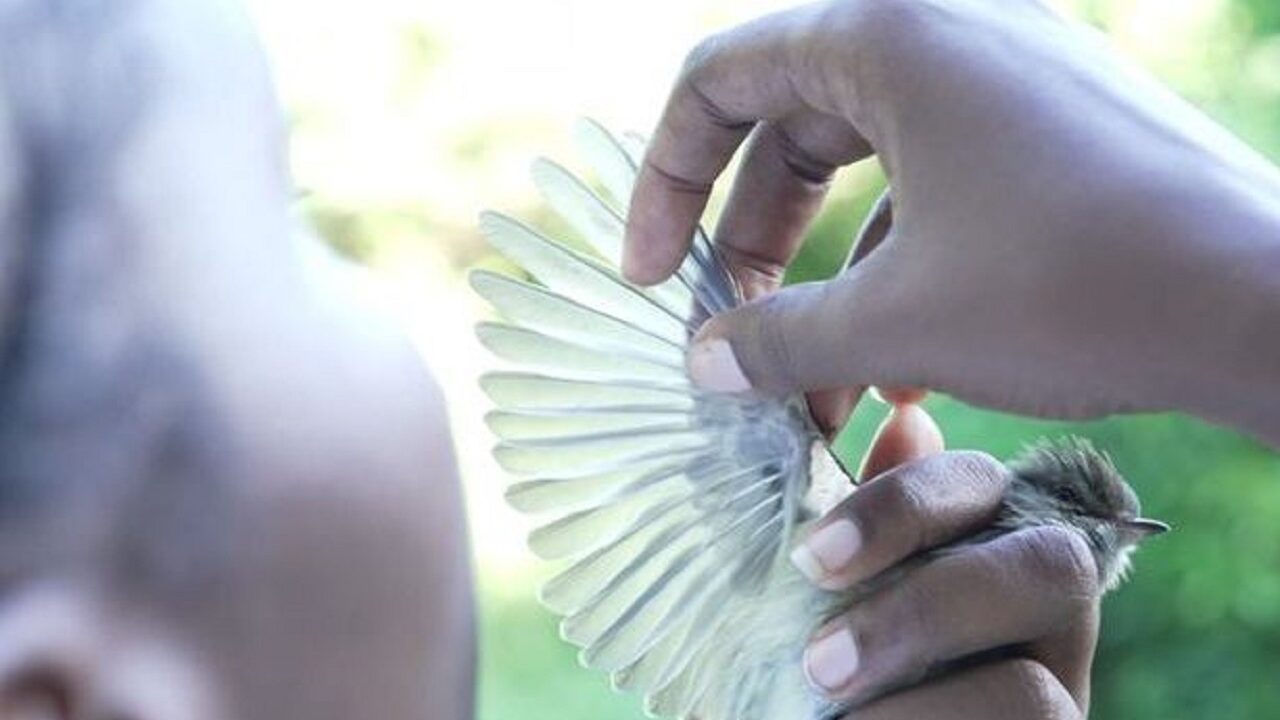 PROSPOVERG - Mise en place d'un programme de suivi des populations de vertébrés en milieu forestier en Guadeloupe