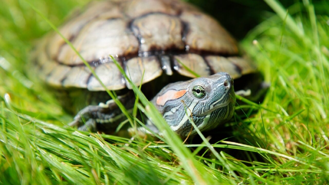 DEVIMTOR - Démographie et EValuation de l’IMpact des TORtues aquatiques exotiques envahissantes dans les Antilles françaises