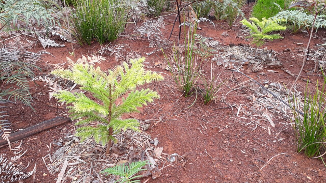 Conserver l’Araucaria luxurians dans la vallée de la Coulée