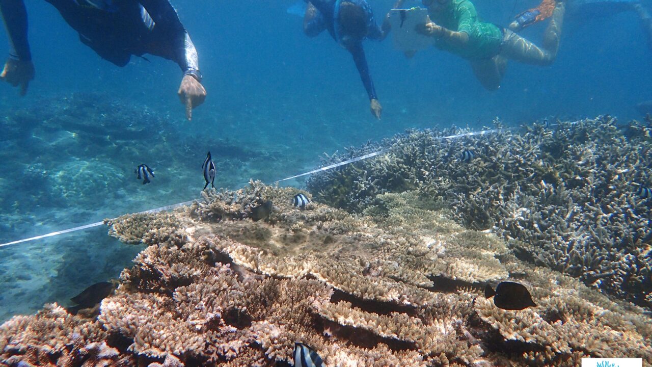 La route du corail by REEF CHECK à la Réunion