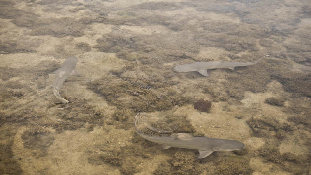 Suivi des nurseries de requins dans les Antilles françaises par la méthode du survol aérien et les sciences participatives