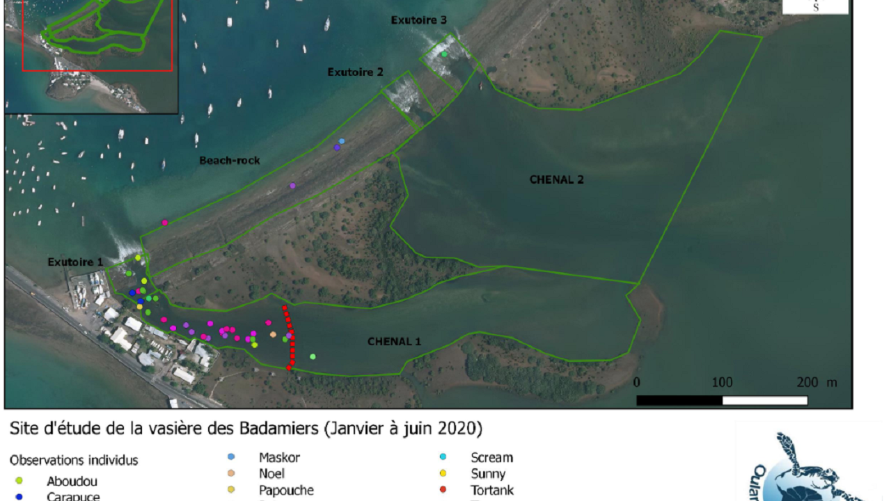 Suivi des populations de tortues marines de la vasière des Badamiers et cartographie des habitats subtidaux