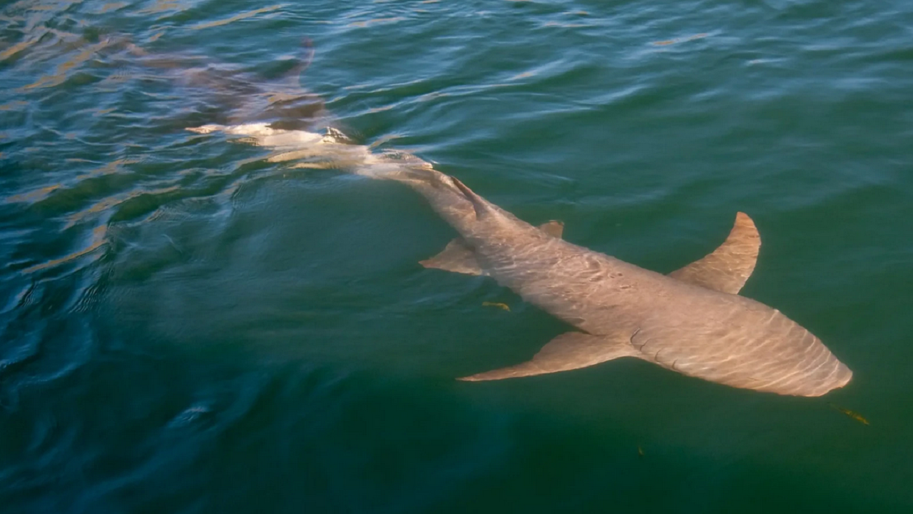 Initiative de sciences participatives pour la conservation du requin nourrice fauve 