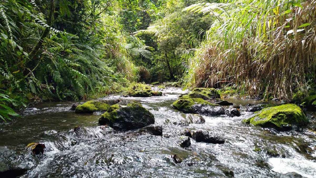 Améliorer les connaissances sur les espèces de poissons d'eau douce de Wallis-et-Futuna