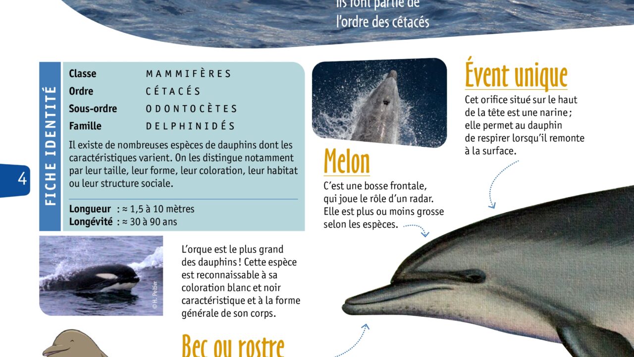 Conception, édition et diffusion d’un livret pédagogique sur les dauphins de Nouvelle-Calédonie