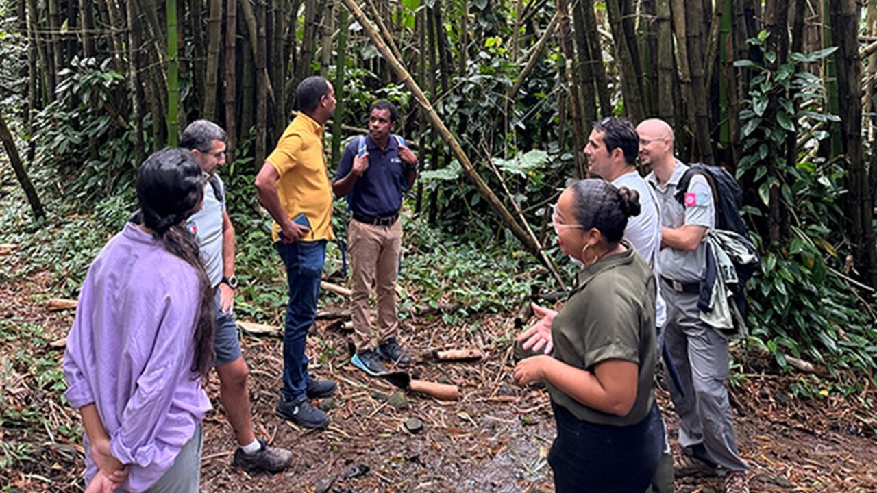 Restauration de la forêt sempervirente saisonnière dans Les Monts Caraïbes : Lutte contre les espèces exotique envahissantes