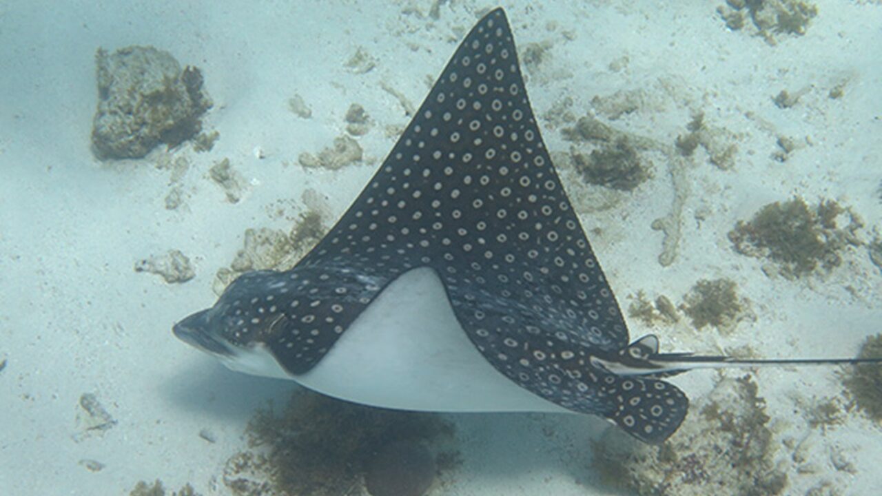 Lanj, vers des actions adaptées pour la conservation de la raie léopard (Aetobatus narinari) dans les Antilles françaises