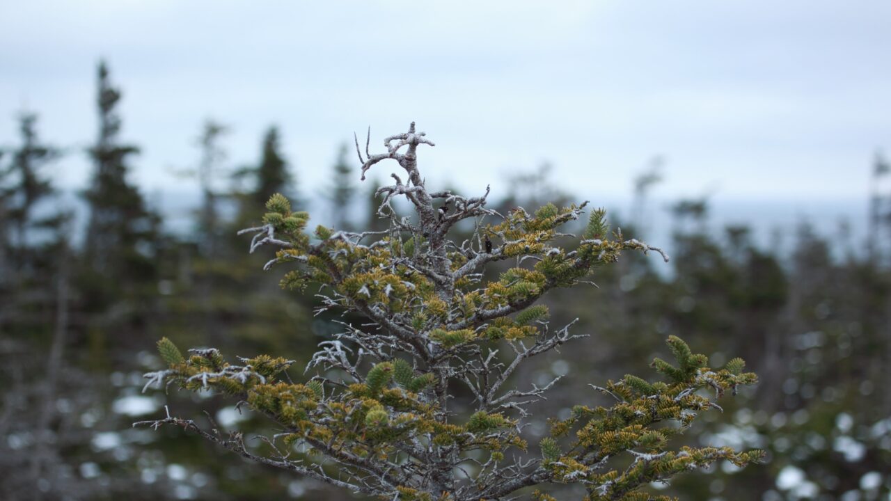 Calibrage et test d’une méthode non invasive pour le suivi de la biodiversité terrestre de  l’archipel de Saint-Pierre-et-Miquelon