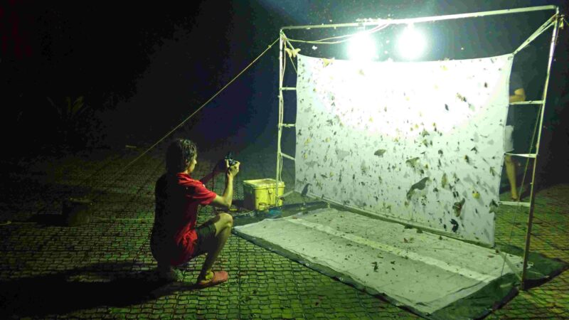 SURVEY - Développement d’un protocole de Surveillance de l’Entomofaune en Guyane au moyen de piège lumineux et de transect standardisés