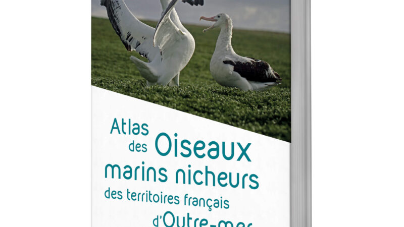 ROMN-AF - Recensement des oiseaux marins nicheurs dans les Antilles françaises