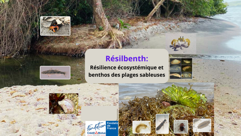 Resilbenth - Résilience écosystémique et benthos des plages sableuses